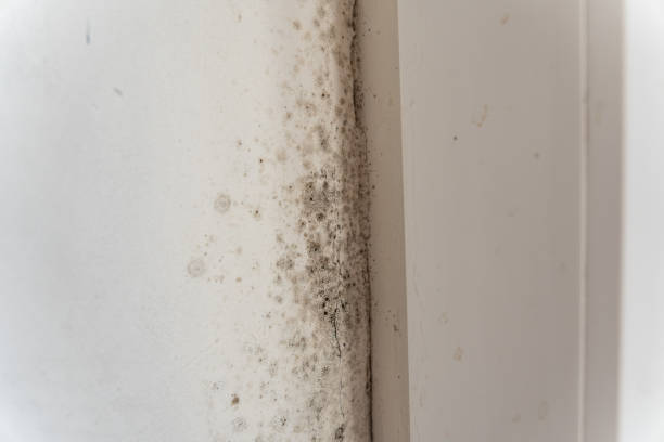 Best Crawl Space Mold Remediation  in Orange Lake, NY
